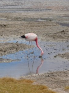 P1090506 (768x1024) (2)