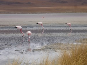 P1090514 (1024x768) (2)