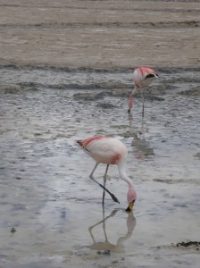 P1090518 (768x1024) (2)